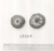 Click for 1 image(s) for this accession. FRUIT